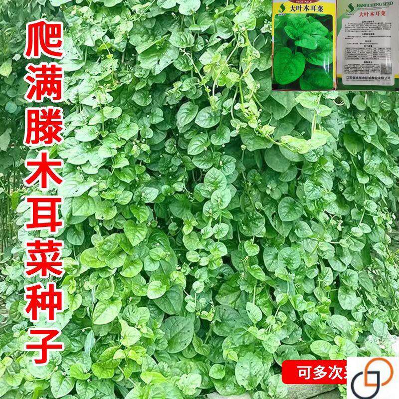 大叶木耳菜肉厚豆腐菜落葵小青菜种子春夏季室外阳台盆栽蔬菜种子