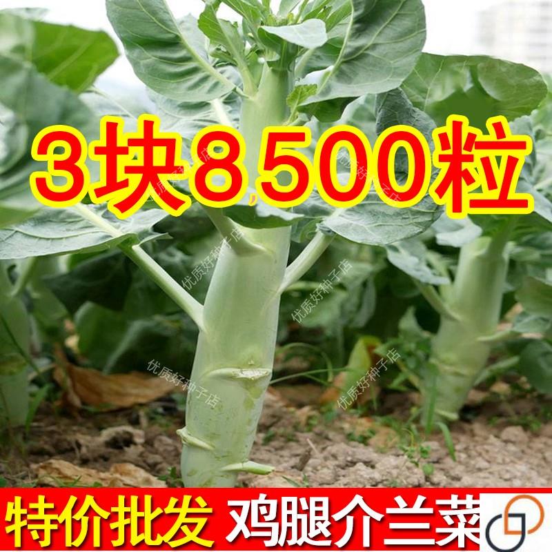 鸡腿芥兰菜种子甜脆芥蓝菜种籽一年四季速生蔬菜芥菜种孑荆芥农家