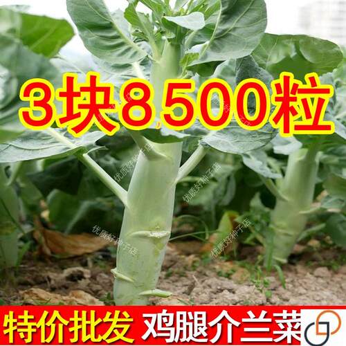 鸡腿芥兰菜种子甜脆芥蓝菜种籽一年四季速生蔬菜芥菜种孑荆芥农家