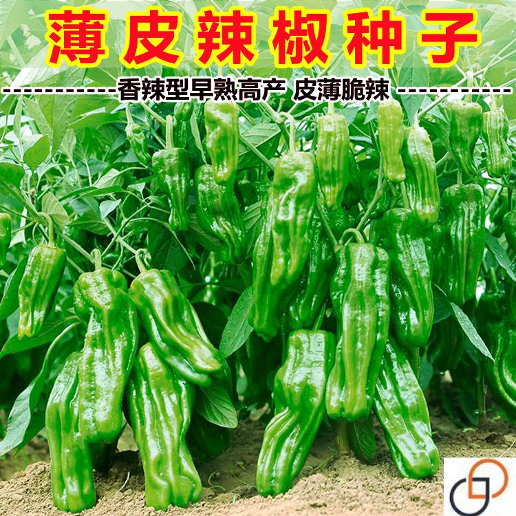 早熟薄皮青椒种子四季播种蔬菜庭院大田阳台盆栽种植皱皮辣椒籽孑