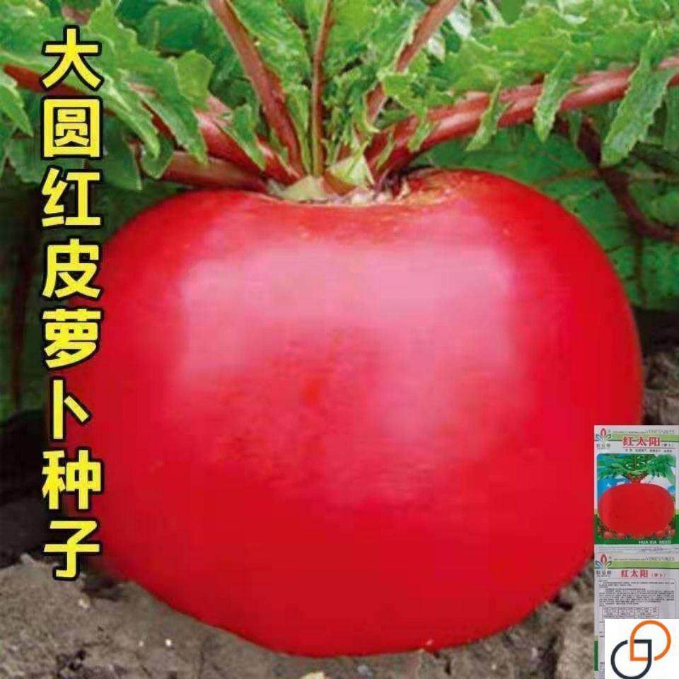红太阳萝卜种子春夏秋播东北雌性大红萝卜种籽红皮白心萝卜好种孑