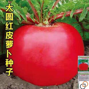 红太阳萝卜种子春夏秋播东北雌性大红萝卜种籽红皮白心萝卜好种孑