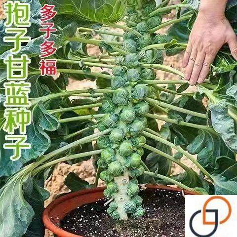 抱子甘蓝种子迷你小包菜种籽四季播盆栽蔬菜秋冬蔬菜种子高产易种