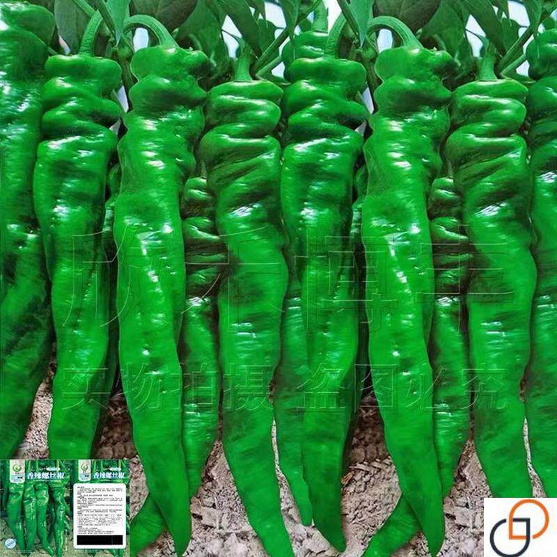 辣椒种子香辣金品螺丝椒种子春秋季四季高产抗病菜园蔬菜种子