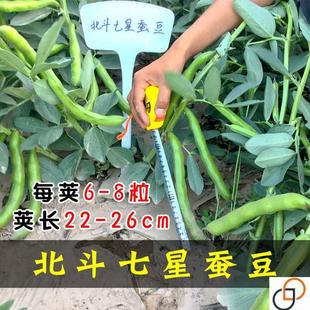 北斗七星特大高产蚕豆种子罗汉豆种籽春秋冬季播种早熟耐寒胡豆籽
