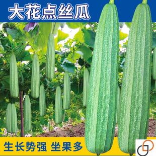 棱角大肉丝瓜种子花点八角水瓜阳台盆栽庭院南方蔬菜种籽四季苗孑