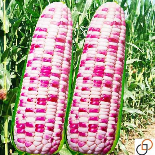 甜粘彩香糯玉米种子彩色鲜食水果黏糯玉米种籽早熟高产四季苞米孑