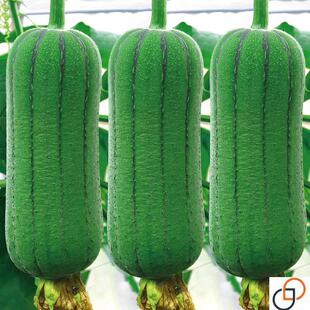 短棒9号肉丝瓜种籽四季特大丝瓜蔬菜种高产新品种菜春季抗热大田