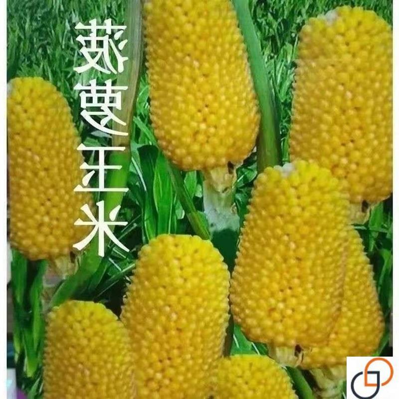 超甜水果玉米种子高产大棒甜糯新品种早熟矮杆早熟南方春夏秋季播
