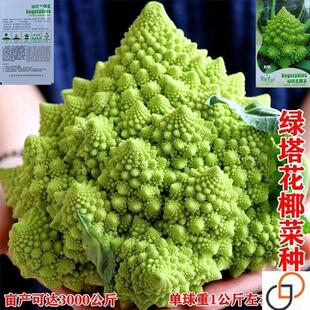 绿塔花椰菜种子宝塔菜种子蔬菜种子菜籽阳台庭院种菜盆栽花菜