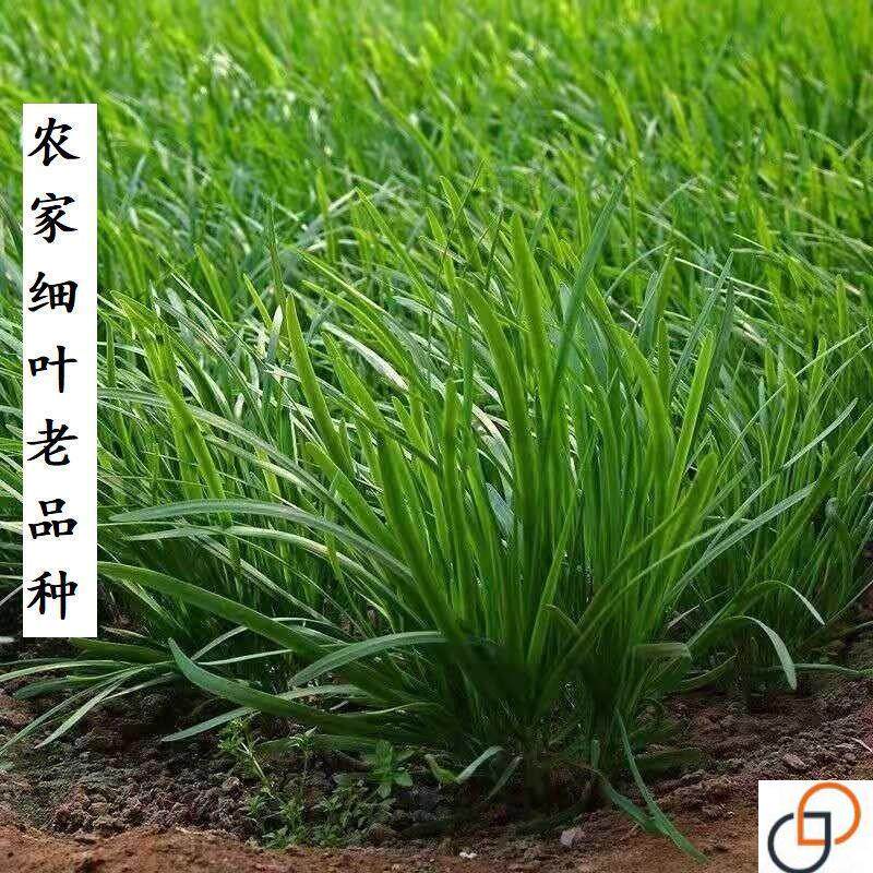 四季韭菜种子老品种小细叶韭菜籽种子浓香阳台盆栽家庭四季种