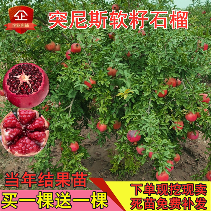 石榴树树苗突尼斯软籽石榴苗树当年结果树果苗地栽南方北方种植