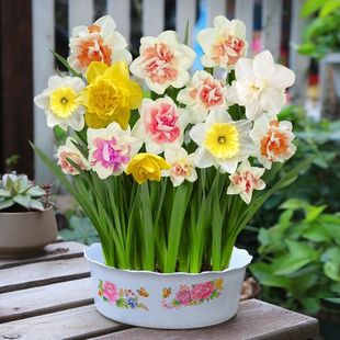 进口重瓣洋水仙种球土养水仙花室内盆栽水培植物四季水仙多色花卉