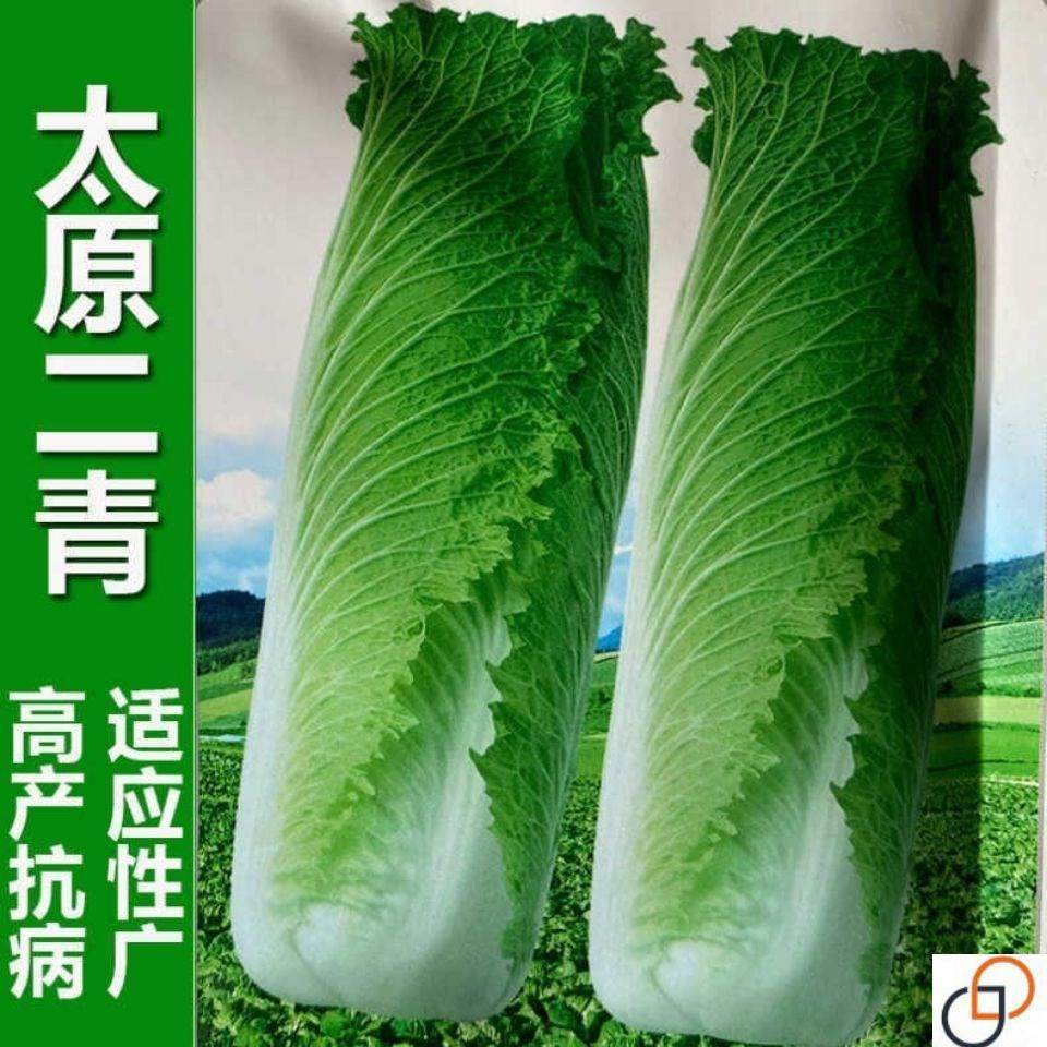 太原二青大白菜种子天津青麻叶种籽高筒长白菜蔬菜种子高产四季播
