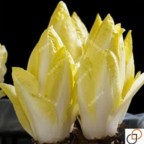 金玉兰菜种籽软化菊苣种子苗苦苣种孑特色高档蔬菜家庭种阳台盆栽
