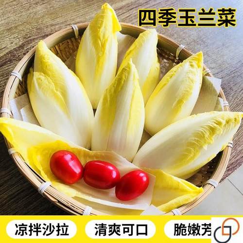 金玉兰菜籽白玉兰菜种软化菊苣种子籽四季阳台蔬菜黄芽菜种孑食用