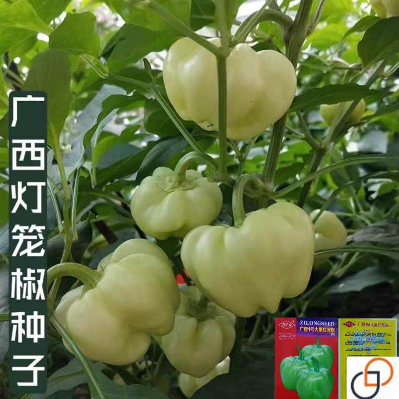广西泡椒新品种 大果灯笼椒辣椒酿皮薄空心白玉椒太空灯笼椒种子 - 实物图