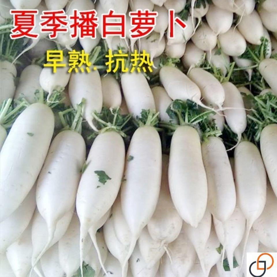 夏白玉白罗卜种子夏秋种籽耐热罗卜种籽罗卜种孑 四季罗卜种子