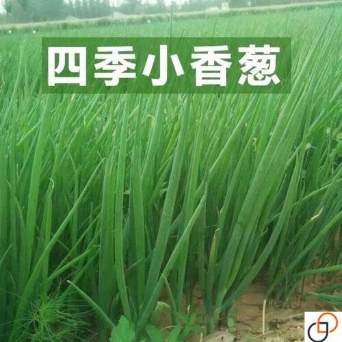 小香葱籽种仔四季播种葱籽阳台盆栽室内外小葱农家蔬菜