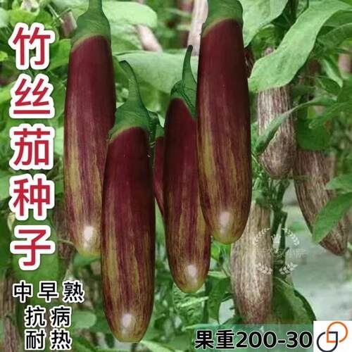香红竹丝茄种子 糯米茄子种金丝海南本地茄子四季原装种籽耐高温