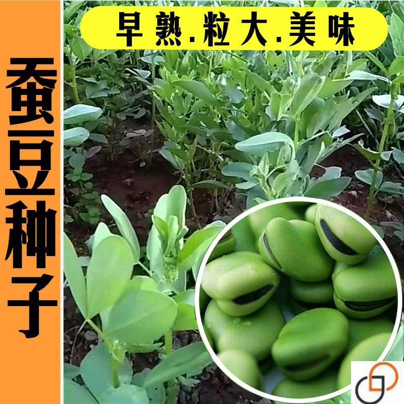 蚕豆种子胡兰花豆南竖豆佛豆野豌豆罗汉豆孑秋冬四季蔬菜种籽高产