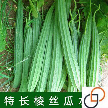 丝瓜种子种籽孑苗秧八角棱角肉子春季特大超长早熟秧苗四季蔬菜种