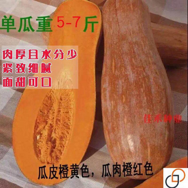 蜜本南瓜种子超甜粉面蜜南瓜种子甜面南瓜种籽早熟高产四季播种