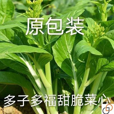 多子多福甜菜心种子多枝多芽菜心连州甜菜心菜苔籽清甜蔬菜秋冬季