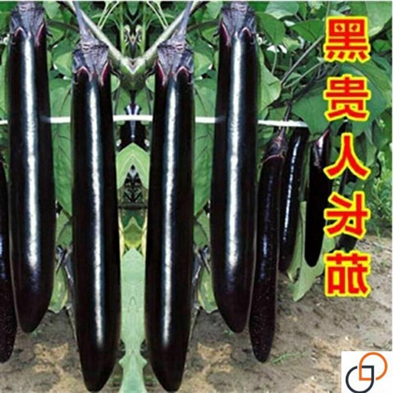 墨亮长茄子种子早春茄子种子日本黑贵人露天大棚蔬菜籽盆栽黑茄