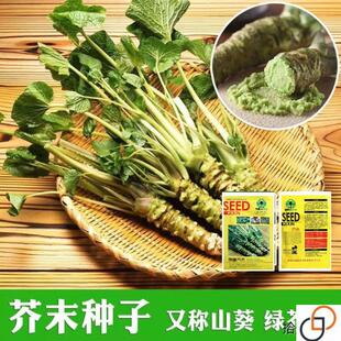 奇新芥末种子辣根种子山葵种子绿芥末籽四季播驱寒阳台庭院盆栽种