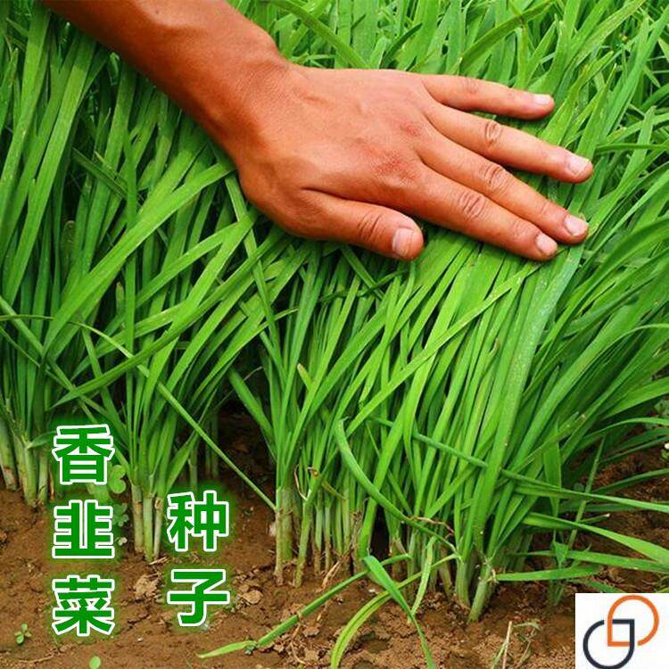 小韭菜种子细叶老品种香味浓四季播韭菜盆栽阳台易种耐寒蔬菜种子