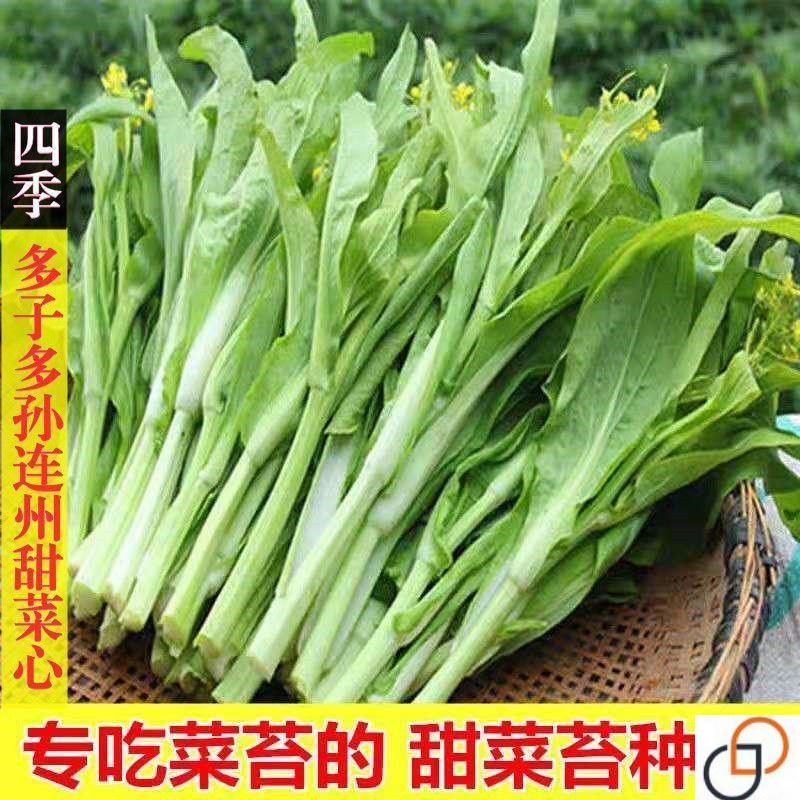 菜多子多福心种子四季播鲜香甜菜州心RJW清甜多芽菜苔种子蔬菜连