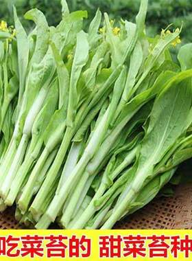 菜多子多福心种子四季播鲜香甜菜州心RJW清甜多芽菜苔种子蔬菜连