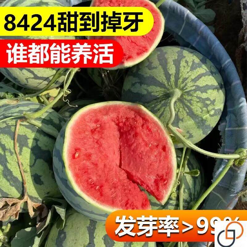8424西瓜种子麒麟少籽懒汉西瓜特大高产巨型脆甜家庭园艺西瓜种子