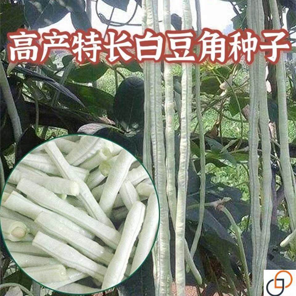 特长白豆角种子白玉缸豆种大肉高产籽耐热易种易活农田四季蔬菜种