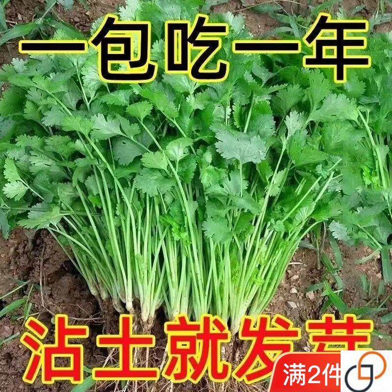 四季香菜种子阳台室内花卉盆栽大叶芫荽香菜籽四季可播种蔬菜种子