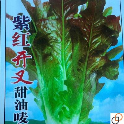 紫红开叉油麦菜种子红TIP尖叶麦菜四播耐热无甜麦速生季叶子菜