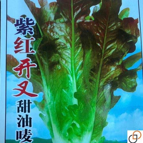 紫红开叉油麦菜种子红TIP尖叶麦菜四播耐热无甜麦速生季叶子菜