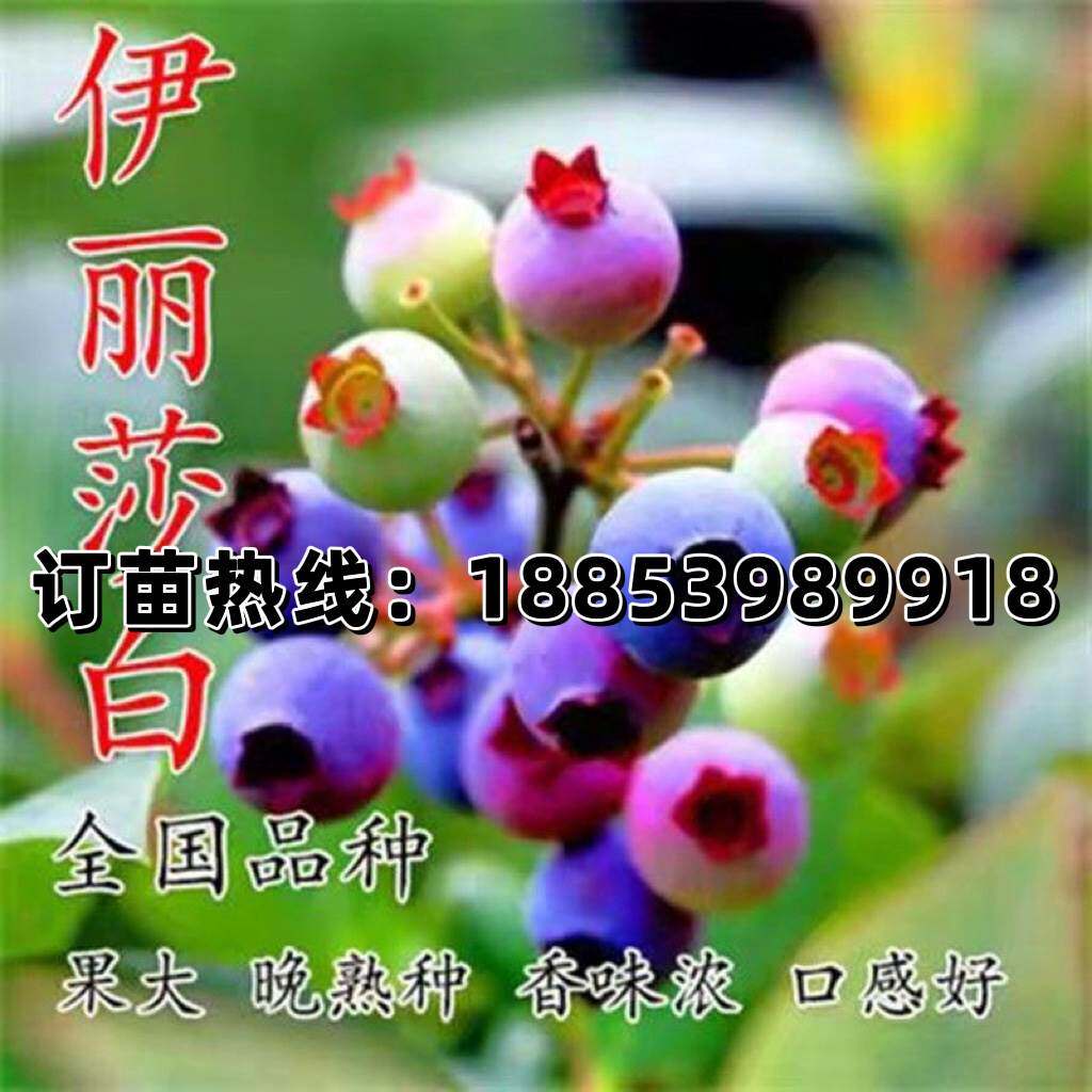 果树伊丽莎白树苗盆栽水果庭院阳台栽植南方北方当年结果蓝莓苗
