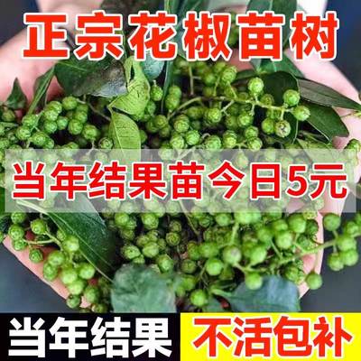 花椒树苗大红袍四川食用