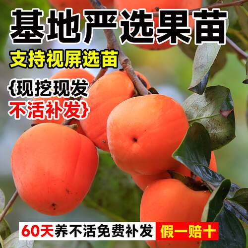 柿子树果苗庭院脆甜地栽