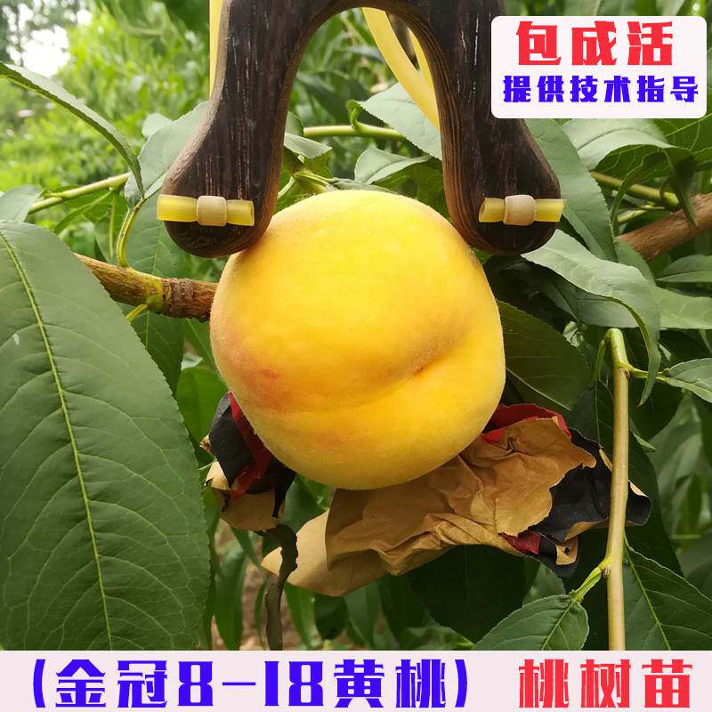 嫁接金冠8-18黄桃树苗特大脆甜早熟黄桃树果苗南北方庭院盆栽地栽