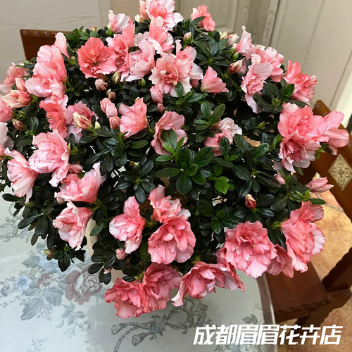 杜鹃花盆栽室内外耐寒耐热阳台别墅庭院造景花卉四季好养易活绿植