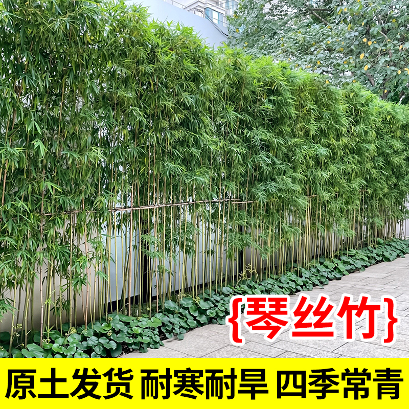 琴丝竹四季常青地栽绿化苗木