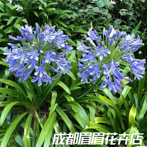 百子莲花卉好养活阳台庭院盆栽超高性价比庭院室内观赏花开花植物