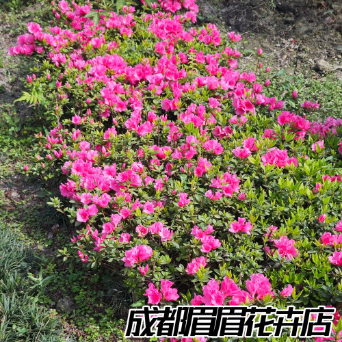 粉花春鹃花卉盆栽超高性价比极具观赏性苗新手好养室内外易活绿植