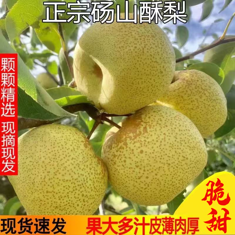 应季砀山梨酥梨水果梨子新鲜10斤