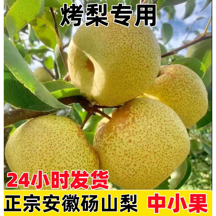 烤梨专用梨正宗安徽砀山梨酥梨