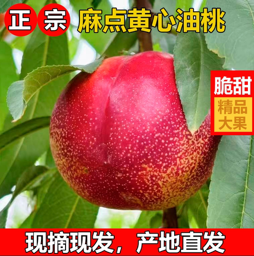 当季正宗黄心油桃脆甜现摘现发