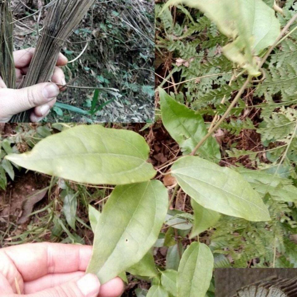 中药材四川原生态新鲜木通  川木通 淮通 淮木通  小木通500g包邮